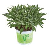 ŽAJBELJ VOLMARY VITALNI EVITA L12