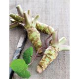 DIŠAVNICA VOLMARY WASABI ZELEN L12