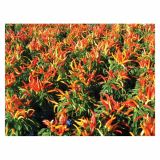 MIX DIŠAVNIC IN ZELIŠČ VOLMARY ZAČIMBNA PAPRIKA- MILD L12