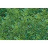 MIX DIŠAVNIC IN ZELIŠČ VOLMARY ŽAMETNICA SALMI L12