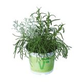 MIX DIŠAVNIC IN ZELIŠČ VOLMARY TRIO BARBECUE MIX L19