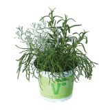 MIX DIŠAVNIC IN ZELIŠČ VOLMARY TRIO BARBECUE MIX L19