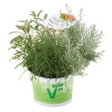 MIX DIŠAVNIC IN ZELIŠČ VOLMARY TRIO BARBECUE MIX L19