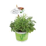 MIX DIŠAVNIC IN ZELIŠČ VOLMARY TRIO BARBECUE STRONG L13