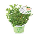 MIX DIŠAVNIC IN ZELIŠČ VOLMARY TRIO COOL MINTS COCTAILS L13