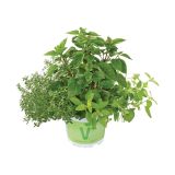 MIX DIŠAVNIC IN ZELIŠČ VOLMARY TRIO PASTA DELUXE L13