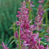 MIX DIŠAVNIC IN ZELIŠČ VOLMARY ZA LIMONADO LIME L12