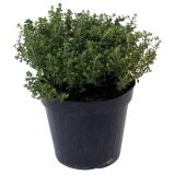 DIŠAVNICA ZLATI TIMIJAN