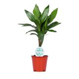 ZMAJEVKA DRACAENA L14