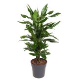 ZMAJEVKA DRACAENA L14