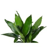 ZMAJEVKA DRACAENA L14