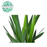 DREVO ŽIVLJENJA JUKA MIX L17