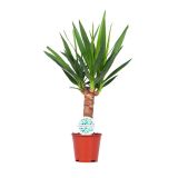 DREVO ŽIVLJENJA L14 CM