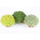 SOBNA ZELENA RASTLINA DRUŽINSKA SREČA MIX L9