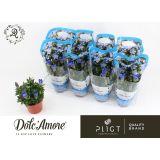 TRAJNICA ENCIJAN 'LUIS' L12