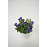 TRAJNICA ENCIJAN GENTIANA SCABRA BLUE HEART