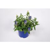 TRAJNICA ENCIJAN LUIS L10.5