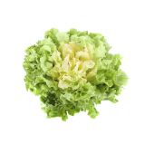 LISTNA ZELENJAVA L'ORTO FRUTTIFERO ENDIVIJA 8/1 LINDAPLUSK OR KULTIPAK