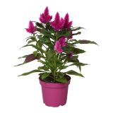 ENOLETNICA CELOSIA DEEP PURPLE L12 CM