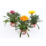 ENOLETNICA GAZANIA L10.5CM