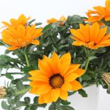 ENOLETNICA GAZANIA L10.5CM