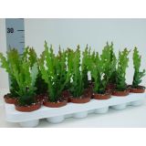 SOBNA ZELENA RASTLINA EPIFIL RIBJA KOST L9