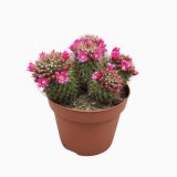 KAKTUS ERNESTOVA MAMILARIJA L13