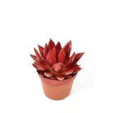 EŠEVERIJA BARVANA RDEČA L11