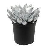 EŠEVERIJA BOŽIČNA MIX L5.5