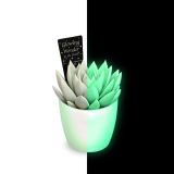 EŠEVERIJA MIRANDA GLOWING WONDER L8.5 CM