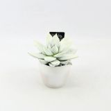 EŠEVERIJA MIRANDA GLOWING WONDER L8.5 CM