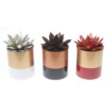 EŠEVERIJA MIX OKR. LONEC L8.5