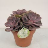 EŠEVERIJA PERLE VON NURNBERG L14