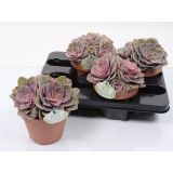 EŠEVERIJA PERLE VON NURNBERG L14