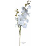 EVERGREENS UMETNA ORHIDEJA, BELA