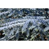 EVKALIPTUS SILVERANA L20 V200