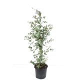 EVKALIPTUS SILVERANA L20 V200