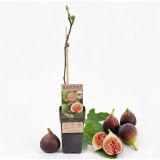 FIGA BROWN TURKEY L2 L ("ŠTAJERSKA FIGA")