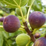 FIGA BROWN TURKEY L2 L ("ŠTAJERSKA FIGA")