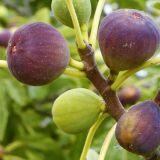 FIGA BROWN TURKEY ("ŠTAJERSKA FIGA") L2.5 L