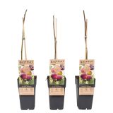 FIGA BROWN TURKEY L2 L ("ŠTAJERSKA FIGA")