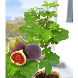 FIGA ROUGE DE BORDEAUX L2 L