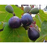 FIGA ROUGE DE BORDEAUX L2 L