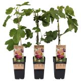 FIGA ROUGE DE BORDEAUX L2 L