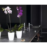 PE NOTRANJI LONEC FIJI ORHIDEJA BEL 12.5CM