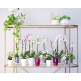 PE NOTRANJI LONEC FIJI ORHIDEJA PROZOREN 12.5CM