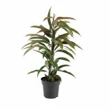 FIKUS AMSTEL KING L17CM