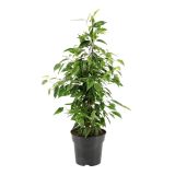 FIKUS BENJAMIN ANASTASIA L17 CM