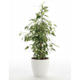 FIKUS BENJAMIN ANASTASIA L17 CM