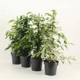 FIKUS BENJAMIN ROYAL L14 CM